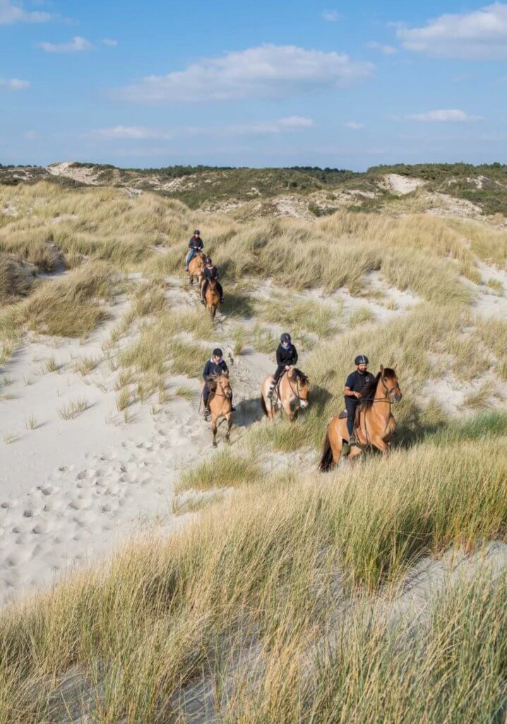 Parc du Marquenterre Chevaux Henson