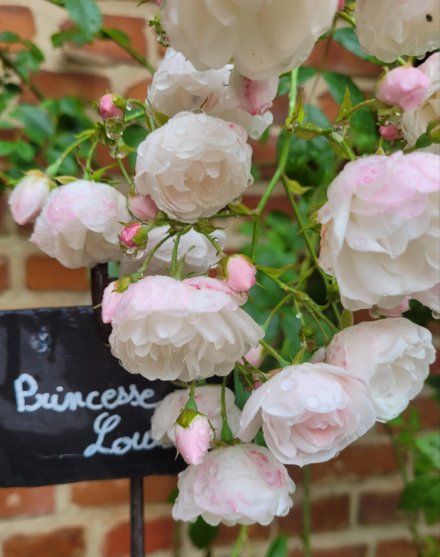 Roses chambre d'hôtes Princesse Louise