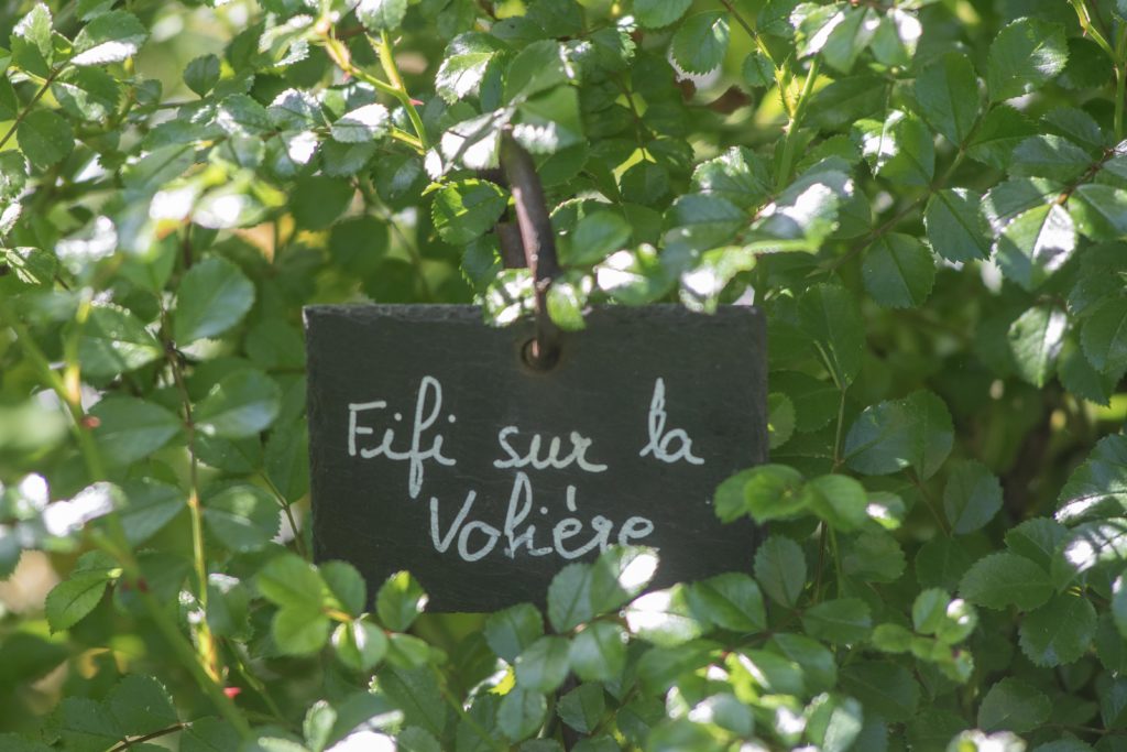 Myrrophores Fifi sur la Volière chambres d'hôtes