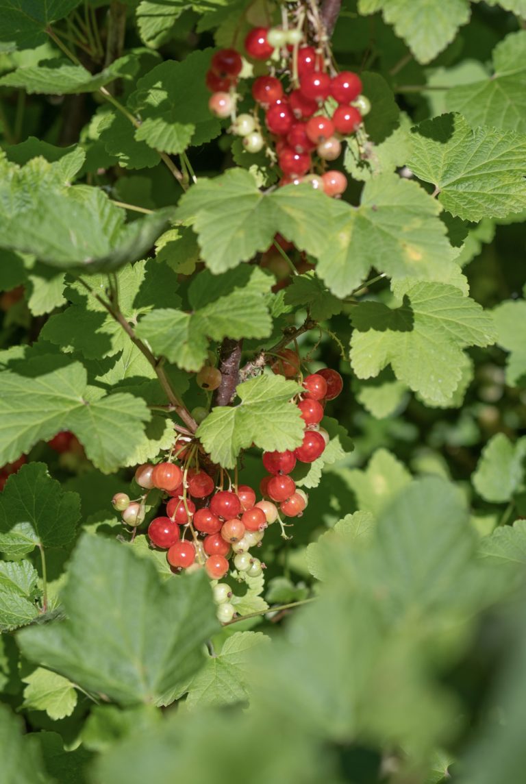 Myrrophores Le Jardin