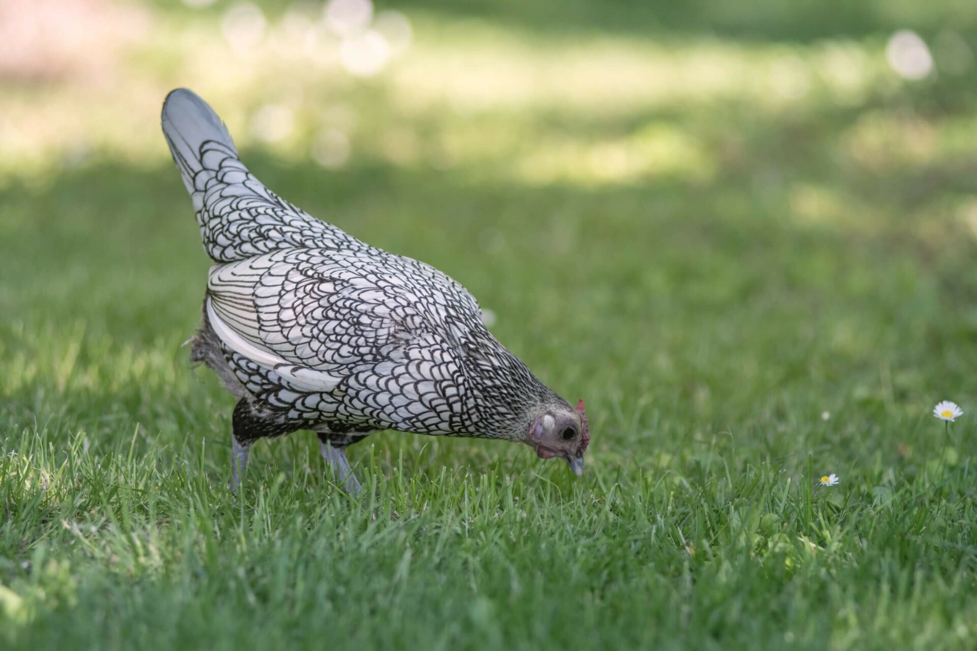 Myrrophores Le Jardin poules