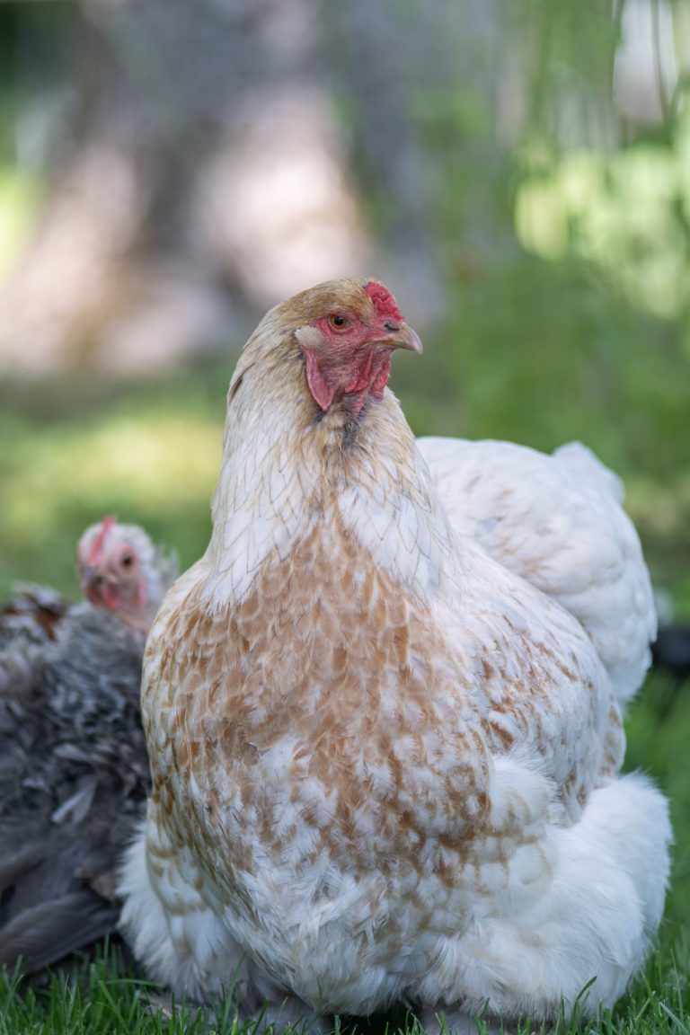 Myrrophores Le Jardin poules