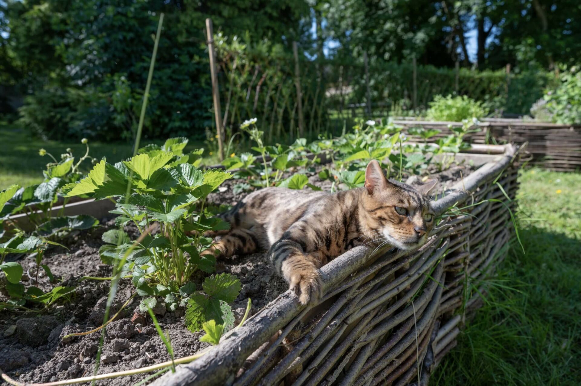 Myrrophores Le Jardin chat