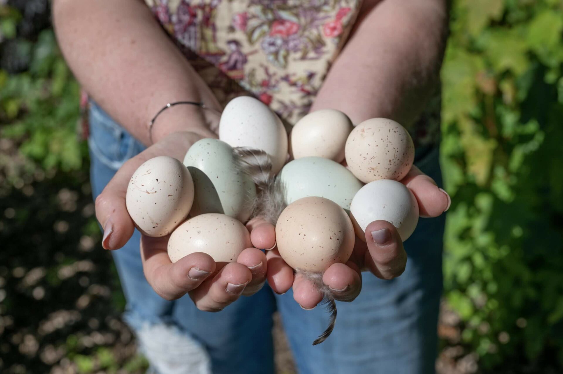 Myrrophores Le Jardin poule oeuf