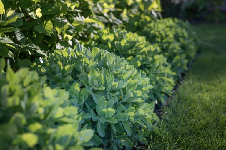 Myrrophores The Garden