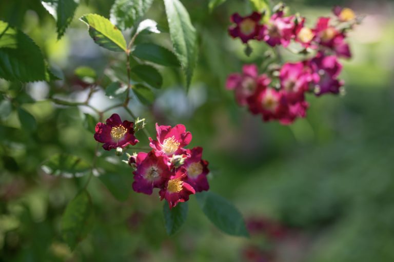 Myrrophores The Garden