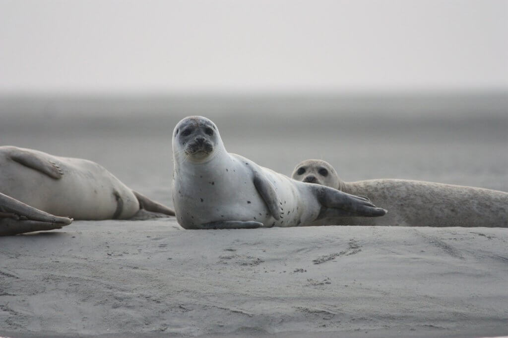 Seals calves bay of sum